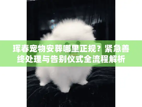 珲春宠物安葬哪里正规？紧急善终处理与告别仪式全流程解析