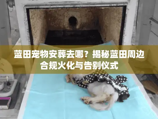 蓝田宠物安葬去哪？揭秘蓝田周边合规火化与告别仪式