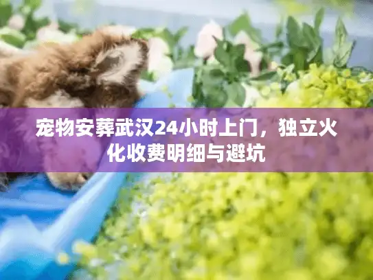 宠物安葬武汉24小时上门，独立火化收费明细与避坑