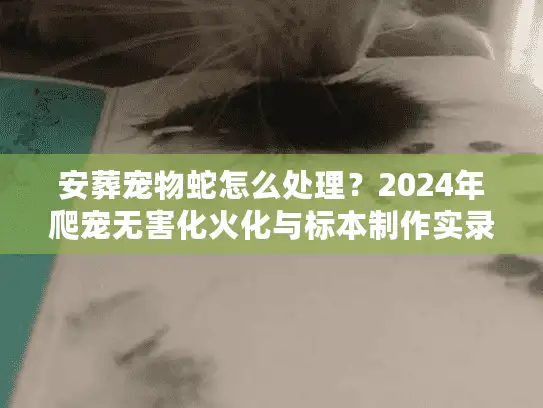 安葬宠物蛇怎么处理？2024年爬宠无害化火化与标本制作实录
