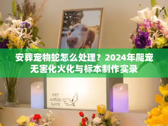 安葬宠物蛇怎么处理？2024年爬宠无害化火化与标本制作实录