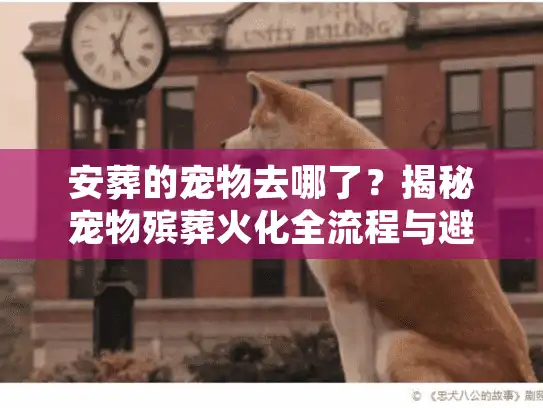 安葬的宠物去哪了？揭秘宠物殡葬火化全流程与避坑真相