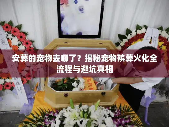 安葬的宠物去哪了？揭秘宠物殡葬火化全流程与避坑真相