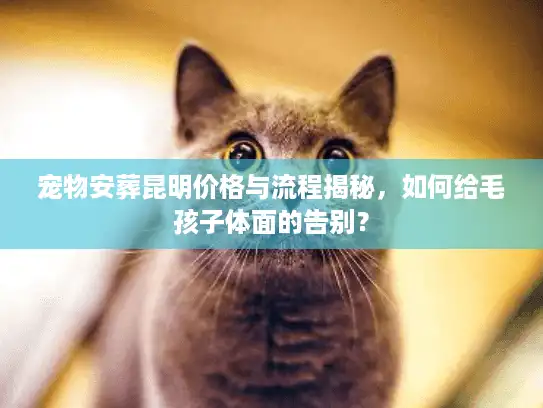 宠物安葬昆明价格与流程揭秘，如何给毛孩子体面的告别？