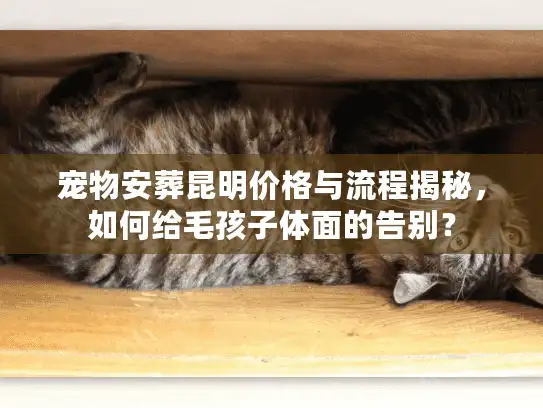 宠物安葬昆明价格与流程揭秘，如何给毛孩子体面的告别？