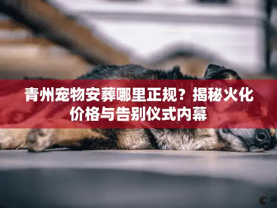 青州宠物安葬哪里正规？揭秘火化价格与告别仪式内幕