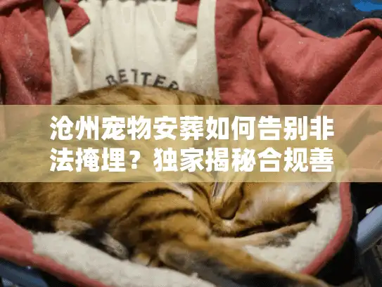 沧州宠物安葬如何告别非法掩埋？独家揭秘合规善后门道
