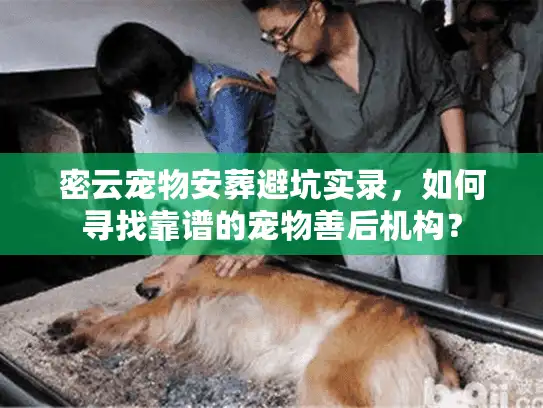 密云宠物安葬避坑实录，如何寻找靠谱的宠物善后机构？