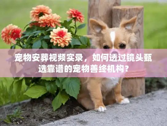 宠物安葬视频实录，如何透过镜头甄选靠谱的宠物善终机构？