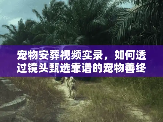 宠物安葬视频实录，如何透过镜头甄选靠谱的宠物善终机构？
