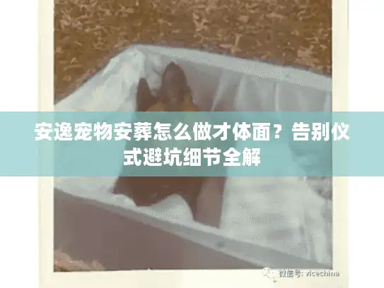 安逸宠物安葬怎么做才体面？告别仪式避坑细节全解