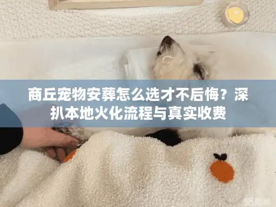 商丘宠物安葬怎么选才不后悔？深扒本地火化流程与真实收费