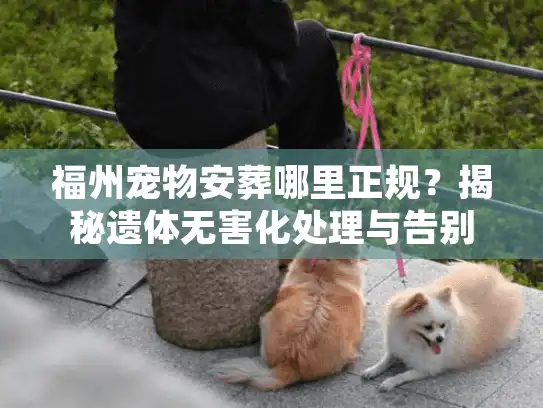 福州宠物安葬哪里正规？揭秘遗体无害化处理与告别仪式内幕