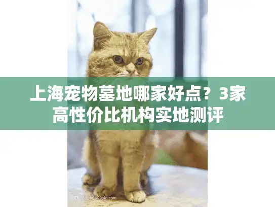 上海宠物墓地哪家好点？3家高性价比机构实地测评