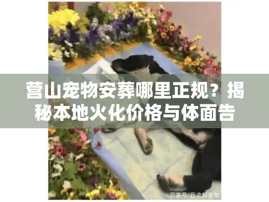 营山宠物安葬哪里正规？揭秘本地火化价格与体面告别全流程