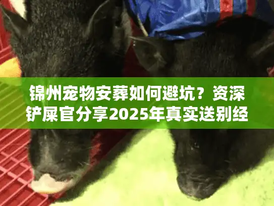 锦州宠物安葬如何避坑？资深铲屎官分享2025年真实送别经历