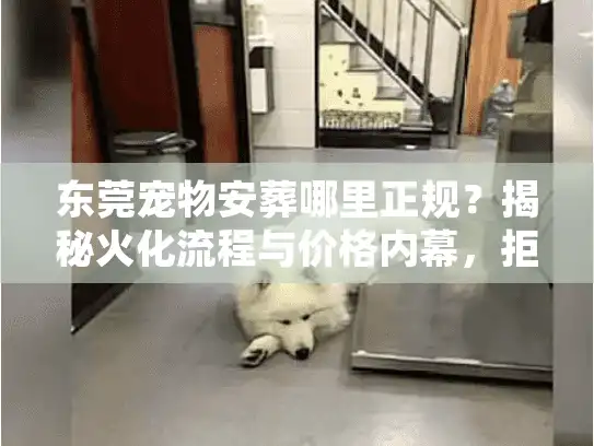 东莞宠物安葬哪里正规？揭秘火化流程与价格内幕，拒绝被坑