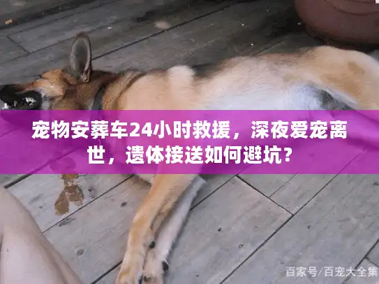 宠物安葬车24小时救援，深夜爱宠离世，遗体接送如何避坑？