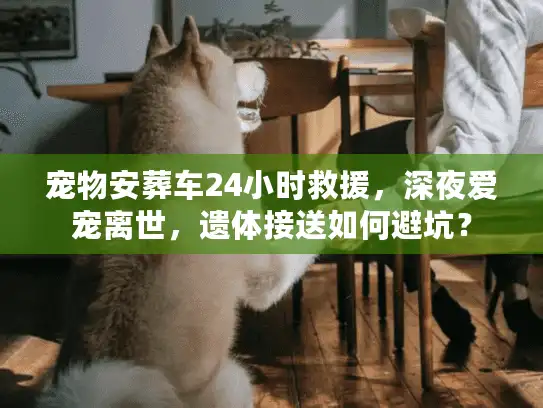 宠物安葬车24小时救援，深夜爱宠离世，遗体接送如何避坑？