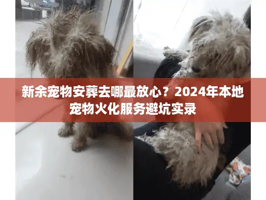 新余宠物安葬去哪最放心？2024年本地宠物火化服务避坑实录