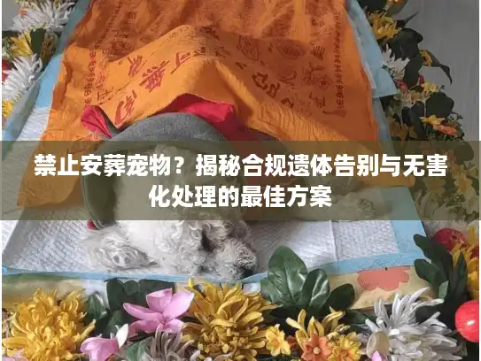 禁止安葬宠物？揭秘合规遗体告别与无害化处理的最佳方案