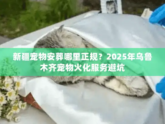 新疆宠物安葬哪里正规？2025年乌鲁木齐宠物火化服务避坑