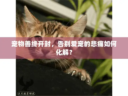 宠物善终开封，告别爱宠的悲痛如何化解？