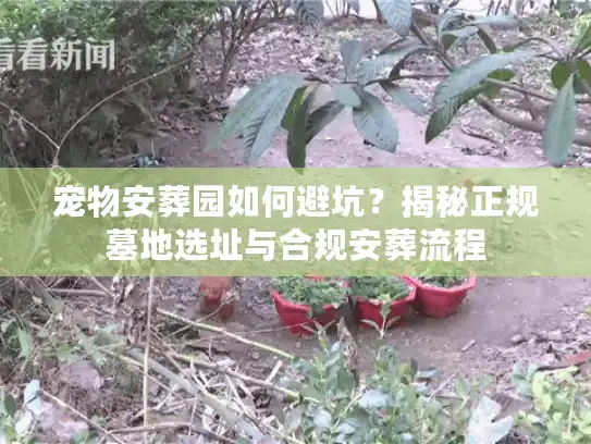 宠物安葬园如何避坑？揭秘正规墓地选址与合规安葬流程