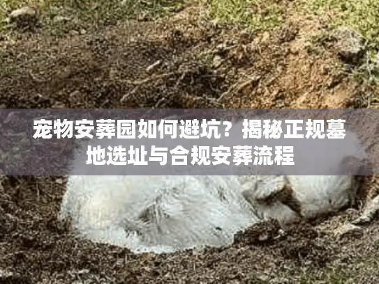 宠物安葬园如何避坑？揭秘正规墓地选址与合规安葬流程