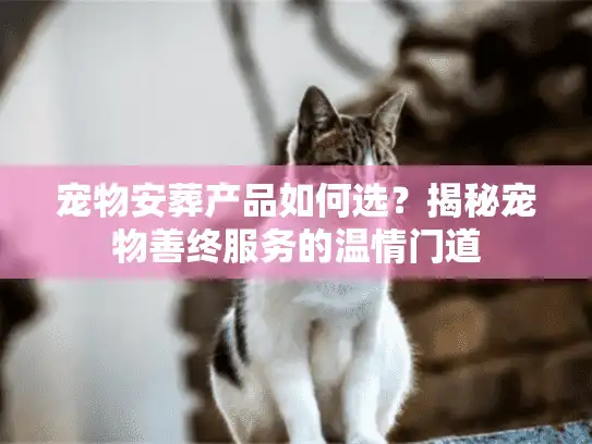 宠物安葬产品如何选？揭秘宠物善终服务的温情门道