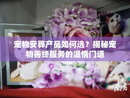 宠物安葬产品如何选？揭秘宠物善终服务的温情门道