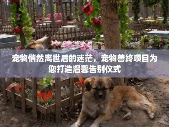 宠物悄然离世后的迷茫，宠物善终项目为您打造温馨告别仪式