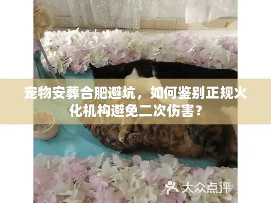 宠物安葬合肥避坑，如何鉴别正规火化机构避免二次伤害？