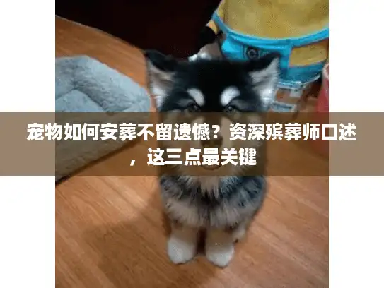 宠物如何安葬不留遗憾？资深殡葬师口述，这三点最关键
