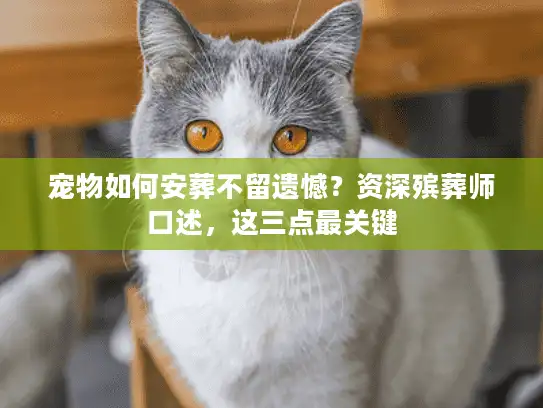 宠物如何安葬不留遗憾？资深殡葬师口述，这三点最关键