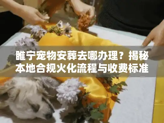 睢宁宠物安葬去哪办理？揭秘本地合规火化流程与收费标准