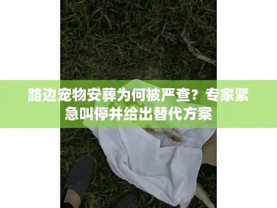 路边宠物安葬为何被严查？专家紧急叫停并给出替代方案