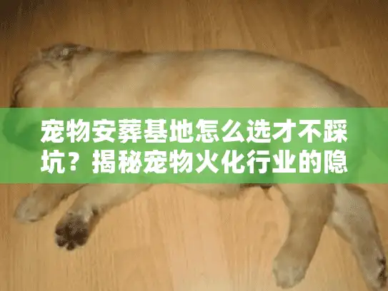 宠物安葬基地怎么选才不踩坑？揭秘宠物火化行业的隐形门道