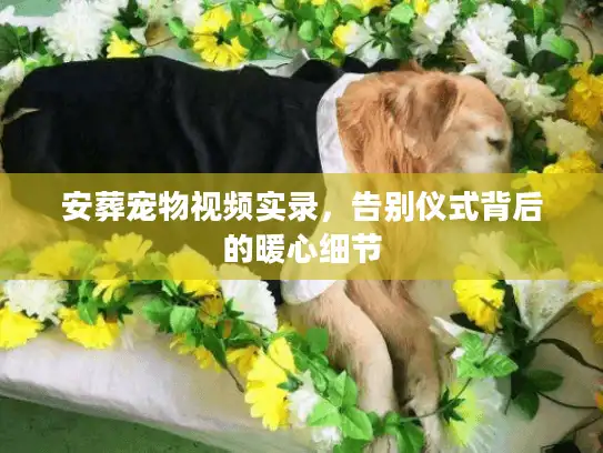 安葬宠物视频实录，告别仪式背后的暖心细节