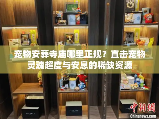 宠物安葬寺庙哪里正规？直击宠物灵魂超度与安息的稀缺资源