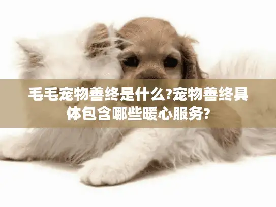 毛毛宠物善终是什么?宠物善终具体包含哪些暖心服务?
