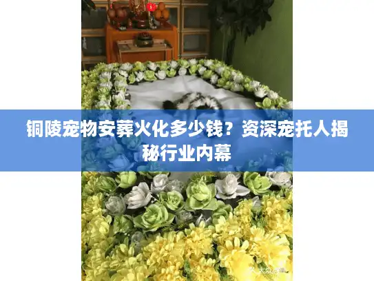 铜陵宠物安葬火化多少钱？资深宠托人揭秘行业内幕