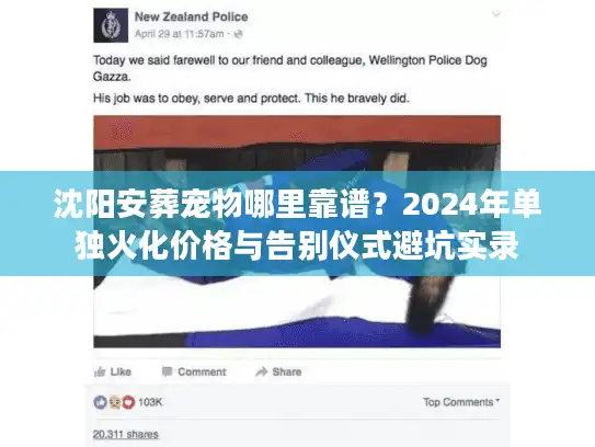 沈阳安葬宠物哪里靠谱？2024年单独火化价格与告别仪式避坑实录