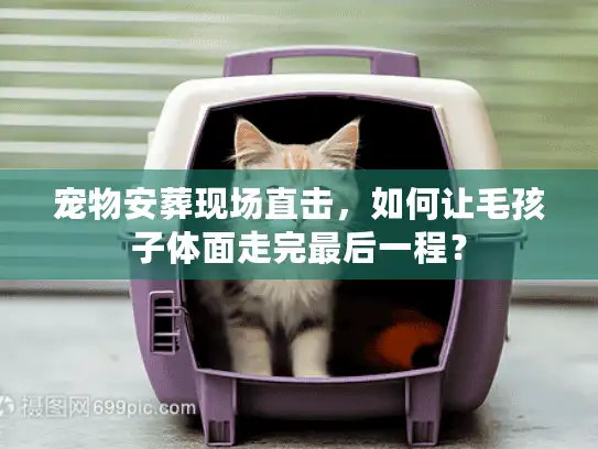 宠物安葬现场直击，如何让毛孩子体面走完最后一程？