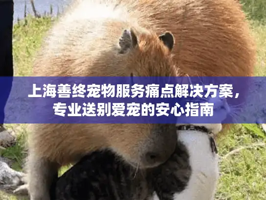 上海善终宠物服务痛点解决方案，专业送别爱宠的安心指南