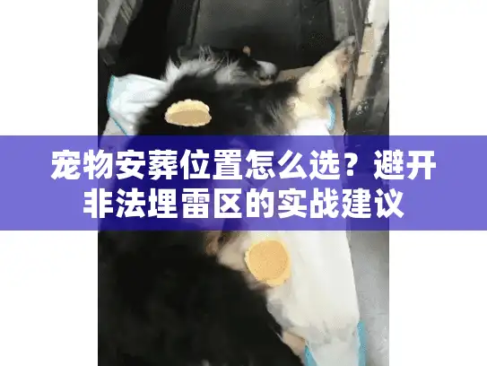 宠物安葬位置怎么选？避开非法埋雷区的实战建议