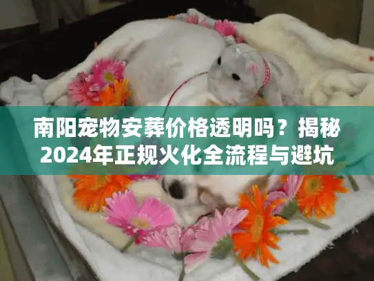 南阳宠物安葬价格透明吗？揭秘2024年正规火化全流程与避坑细节
