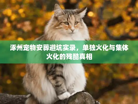 涿州宠物安葬避坑实录，单独火化与集体火化的残酷真相