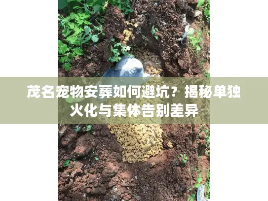 茂名宠物安葬如何避坑？揭秘单独火化与集体告别差异