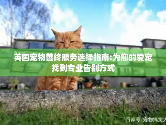 英国宠物善终服务选择指南:为您的爱宠找到专业告别方式
